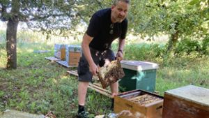 Deshalb müssen  Bienen aus dem Friesenheimer Wald ausziehen