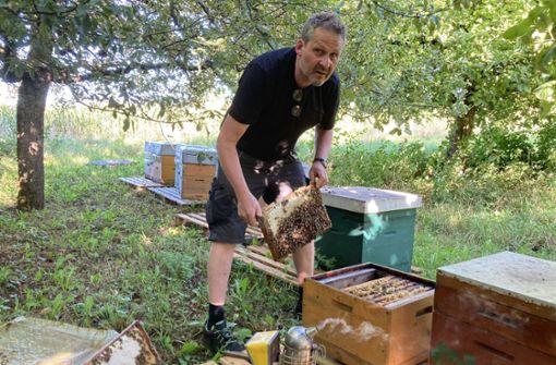 Imker Stefan Pöhler hat seine Bienen auf die Streuobstwiese im Segel in Schuttern  umgesetzt.Dabei handelt es sich nur um eine Zwischenlösung. Foto: Bohnert-Seidel