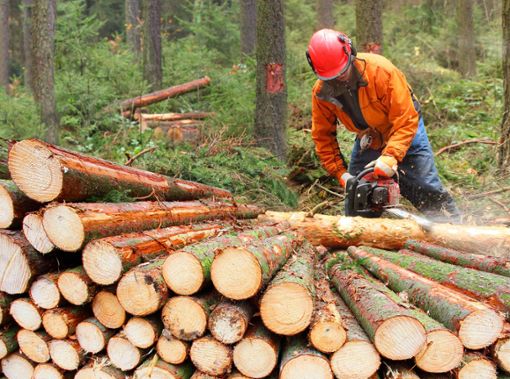 Die positiven Ergebnisse des Waldhaushalts wurden im Gemeinderat Waldachtal vorgestellt. Foto: © Kletr – stock.adobe.com Foto: Schwarzwälder Bote