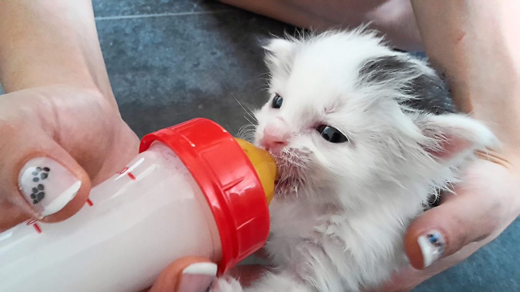 Katzenbaby Anton ist eines der Flaschenkinder, die durch Animal SOS aufgepäppelt wurden.  Fotos: privat