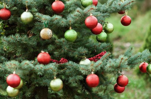 Auch 2021 blieben die Weihnachtsbäume in der Region von Schnee unberührt. Foto: ©Serenkonata-stock.adobe.com
