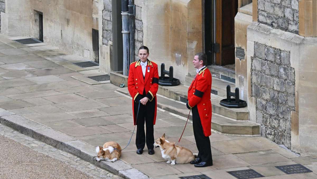 Trauerfeier in London: Hunde und Pferd erwarteten die Queen