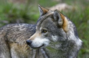 Ein Wolf als Verursacher kann derzeit weder bestätigt noch ausgeschlossen werden (Symbolfoto). Foto: bennytrapp - stock.adobe.com