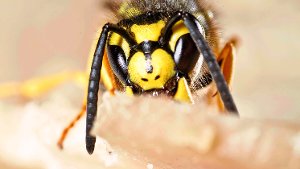 Experte sieht keine Anzeichen für Wespen-Plage 