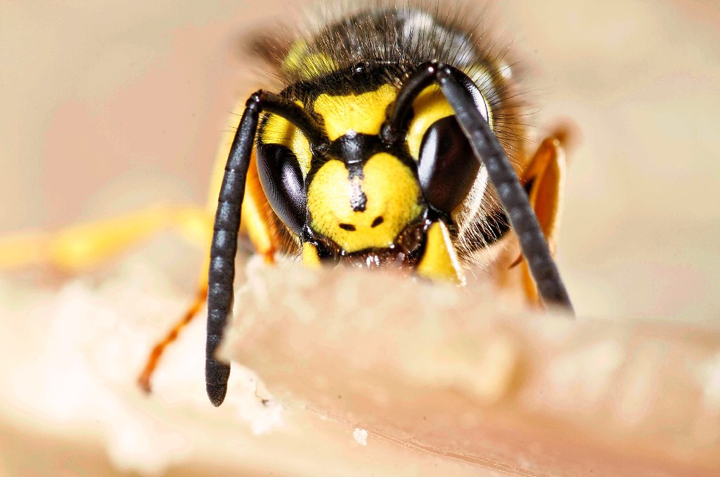 Auch wenn ein anderer Eindruck entsteht: Laut Experten kann von einer Wespen-Plage keine Rede sein. Foto: Rumpenhorst