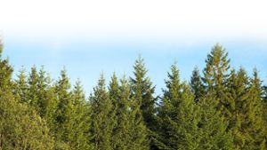 Forstreformgesetz: Änderungen für Waldbesitzer in Nordschwarzwald