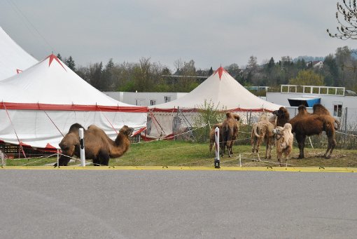 Eines der Kamele des Circus Rudolf Busch ist während einer Vorstellung zusammengebrochen und später gestorben. Foto: Ungureanu