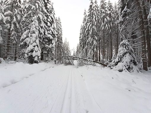Viele Bäume im Wald haben  der großen Last  bereits  nicht mehr standgehalten.  Foto: Landratsamt Freudenstadt