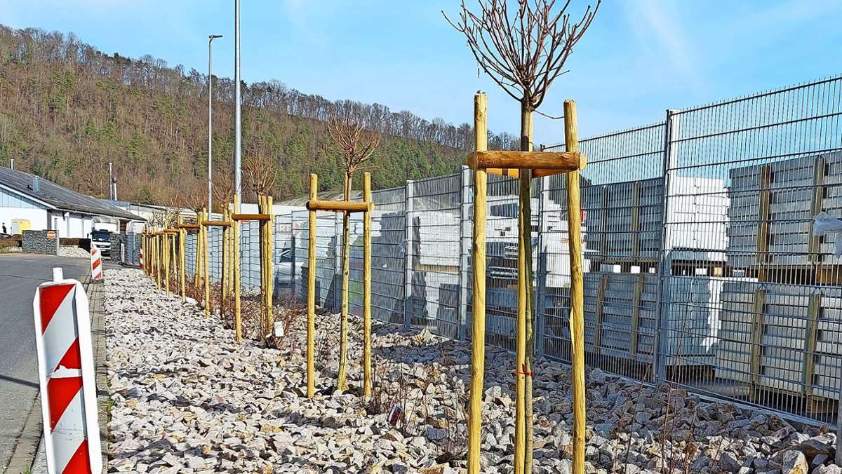 Randbepflanzung in Sulz: Sind das verbotene Schottergärten?