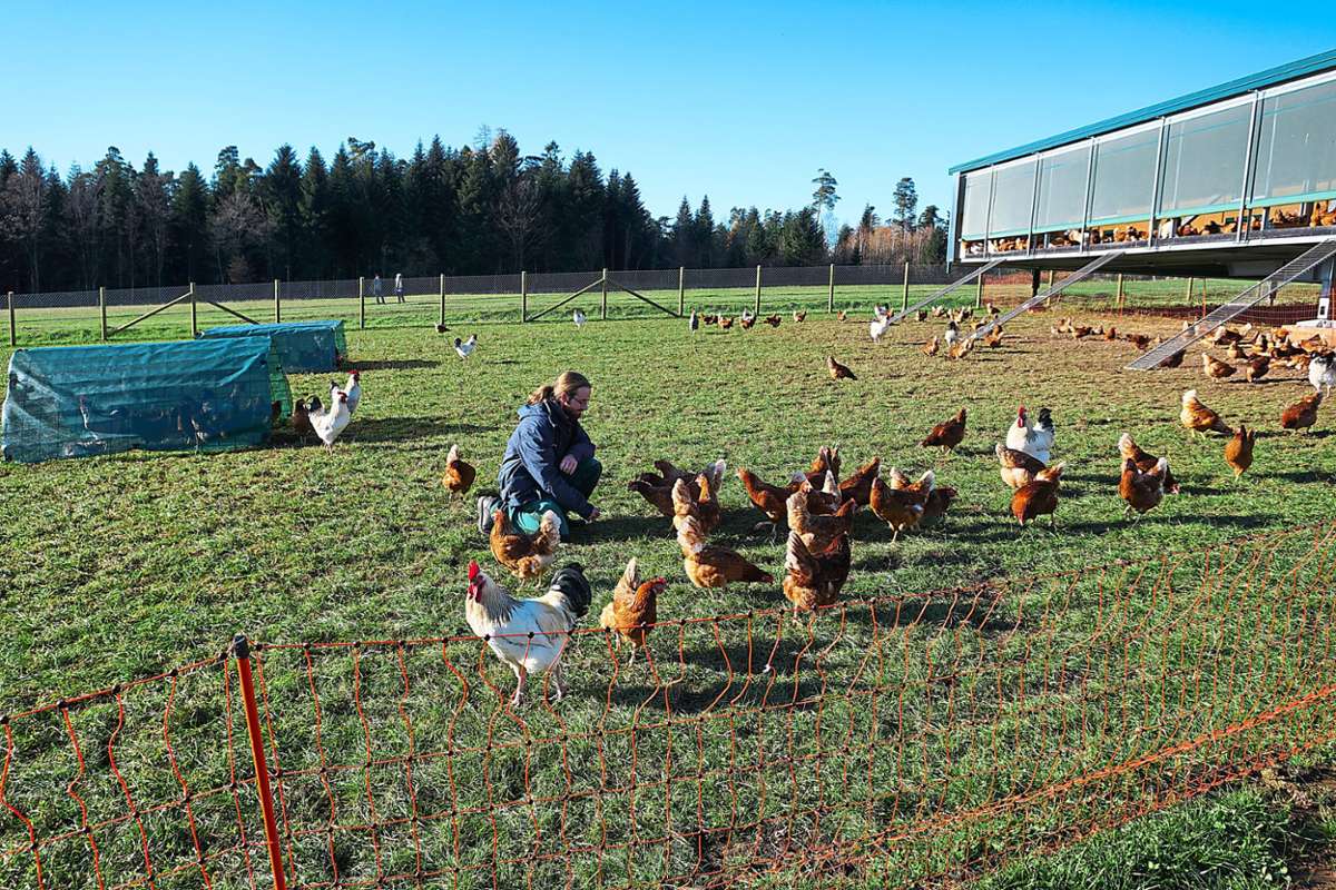 Schömberg-Langenbrand: Mobiler Hühnerstall bringt Wirtschaftlichkeit und Tierschutz zusammen