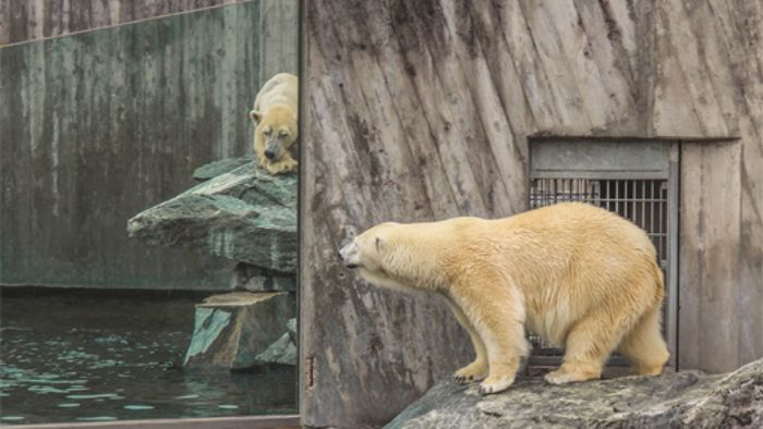 Eisbär Felix riskiert in der Wilhelma einen ersten Blick