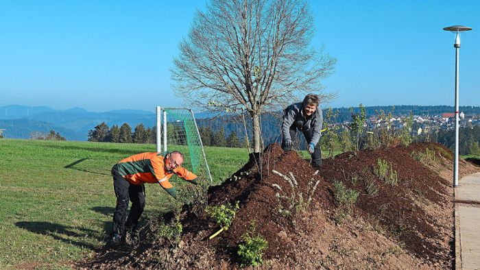 Gemeinde Aichhalden hat Ballfanghügel bepflanzt