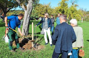Der Vorsitzende der Obst- und Gartenfachwirte im Kreis Calw, Olaf Höger-Martin, hat am Streuobstpfad einen jungen Apfelbaum mit dem Namen Raafs Liebling gepflanzt. Foto: Köncke