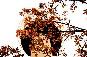 Fernsehturm im Herbstkleid - Leserfotograf cola hat das Foto geschossen. Foto: Leserfotograf cola