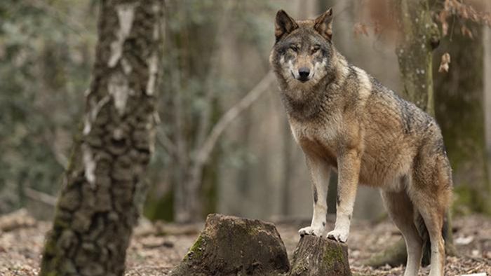 Freie Bahn für die Jagd auf Wölfe?