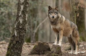 Frage im Schwarzwald-Baar-Kreis: Freie Bahn für die Jagd auf Wölfe?