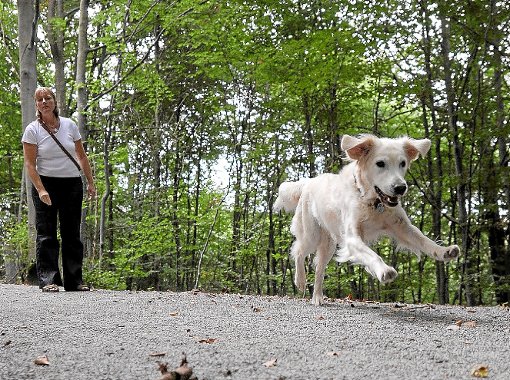 Der Tierschutzverein Zollernalbkreis warnt vor Giftködern. Wie in jedem Frühjahr, informiert der Verein, häufen sich bei Hunden die Verdachtsfälle von Vergiftungen. (Symbolfoto) Foto: Weißbrod