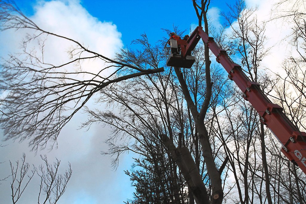 Ast fällt! – in luftiger Höhe werden Gefahr bringende Baumteile aus dem Hubsteiger heraus abgesägt.