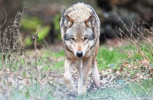 In der Umgebung von Oppenau ist der Wolf seit zwei Jahren nachweislich aktiv. (Symbolfoto) Foto: Stratenschulte