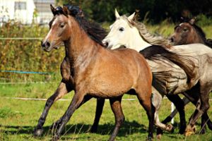 Ein Zaun einer Pferdekoppel in Althengstett ist beschädigt worden. Daraufhin brachen zwei Pferde aus. (Symbolfoto) Foto: rihaij/pixabay