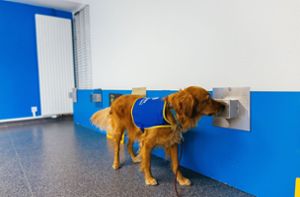 Dass spezielle Spürhunde  eine Corona-Infektion mit hoher Genauigkeit erschnüffeln können, zeigten bereits frühere Studien. Foto: dpa/Philipp von Ditfurth
