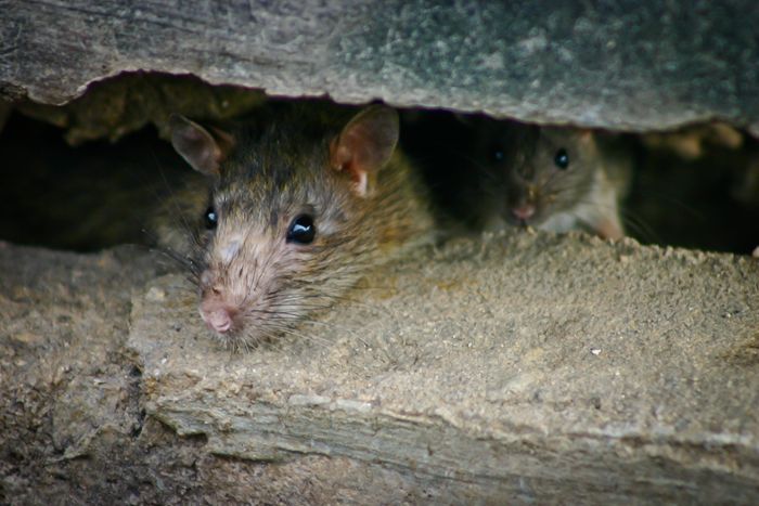 Schädlinge in Bisingen: Das sind die Ratten-Hotspots