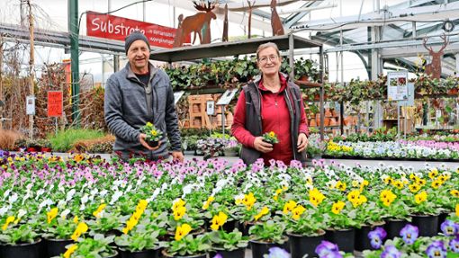 Im Floraparadies Weißer werden eine  Millionen  Pflanzen selbst kultiviert, hier zeigen Firmenchef Uli Weißer (links) und Gärtnerin Hildegard Müller die bunten Frühlingsblüher. Foto: Silvia Bächle