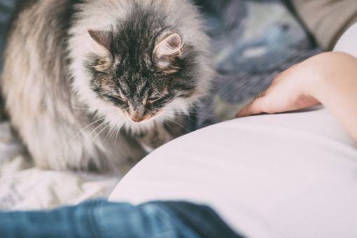 Besonders Katzen sind empfänglich für das Coronavirus. Foto: Pixabay