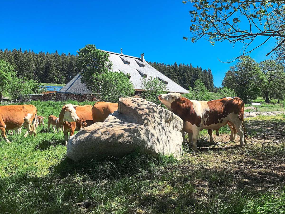 Seltene Haustierrassen wie die Hinterwälder Rinder halten die Betreiber des Kienzlerhansenhofs. Ohne die gepachteten Flächen sei dies aber nicht möglich.