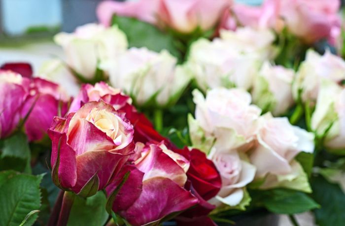 Flower-Power in Meßstetten: Sag’s einfach mit fair  gehandelten Rosen