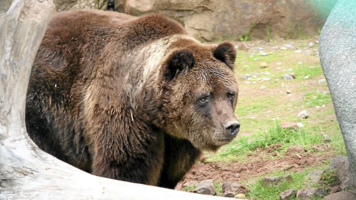 Internet-Promis besuchen Wolf- und Bärenpark 