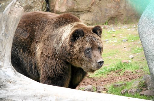 Der Bär ist dein dicker Kumpel, sagte Park-Geschäftsführer Bernd Nonnenmacher. (Archivfoto) Foto: Kuhnert