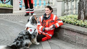 70 Rettungshunde üben Leben retten