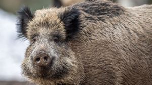 Autofahrerin stößt bei Kippenheim mit Wildschwein zusammen