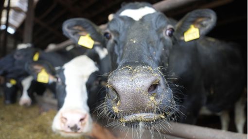 Milchkühe stehen in einem Kuhstall. Ein Landwirt, der sich wegen Verstoßes gegen das Tierschutzgesetz vor Gericht verantworten muss, ist nicht zur Verhandlung erschienen. (Symbolfoto) Foto: Marcus Brandt/dpa/Marcus Brandt