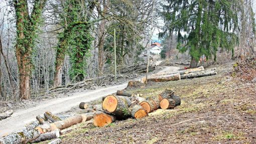 Im kommenden Jahr wird die Nachfrage nach Holz voraussichtlich sinken. Das hat Auswirkungen auch in Sulz. Foto: Schwind