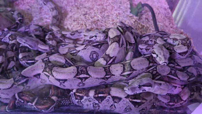 Reptilien im Wohnzimmer: Schlangen und Echsen – zwischen Phobie und Faszination