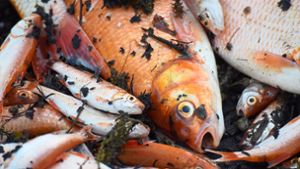 Anglervereinigung Pfohren gibt Tipps für Teichbesitzer