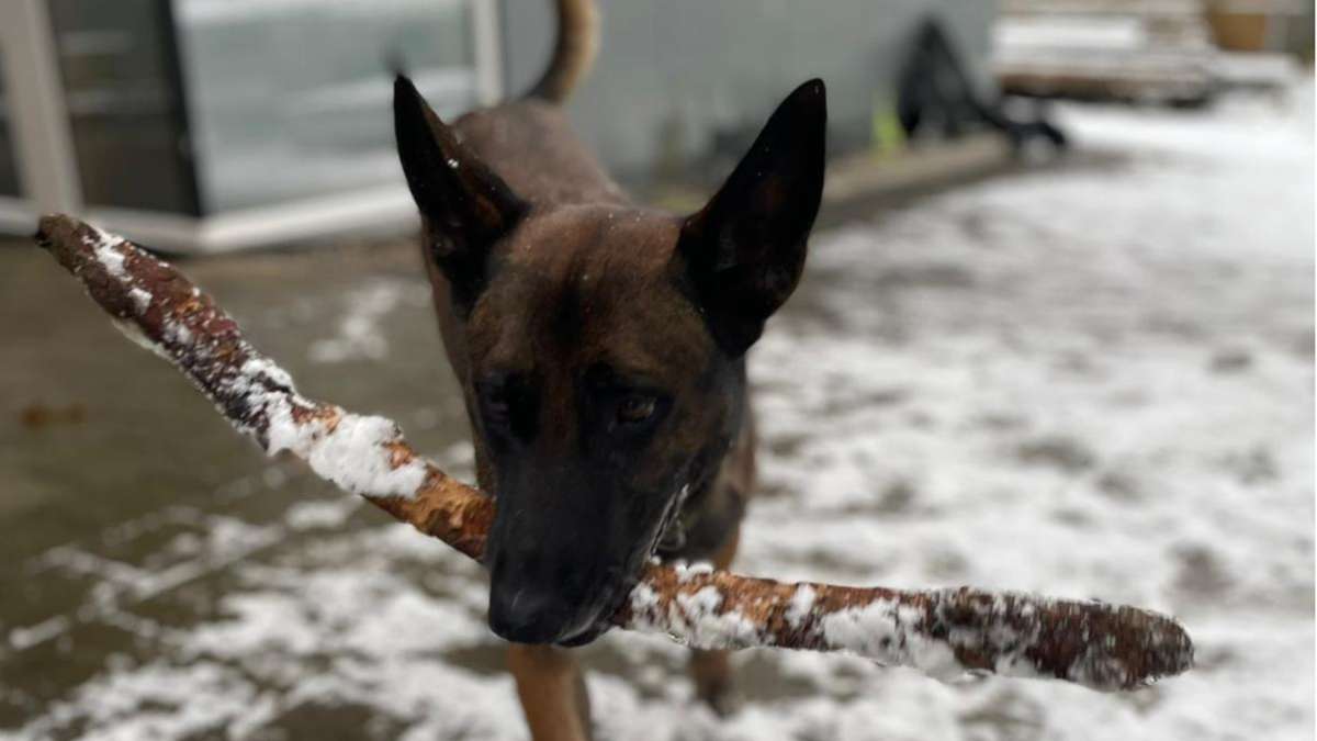 Tierschutz in Rottweil: Ausgesetzter Hund – jetzt ist sein Name bekannt