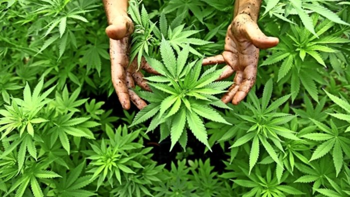 20. März: 123 Cannabis-Pflanzen in der Wohnung