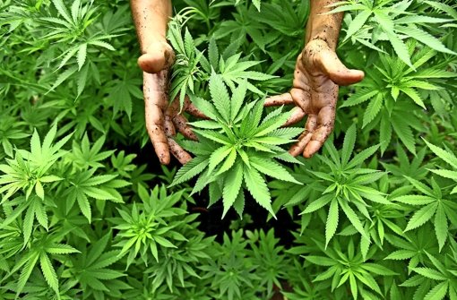 Eine ziemlich große Cannabis-Plantage hat die Polizei am Donnerstag in Stuttgart-West entdeckt. Foto: dpa/Symbolbild