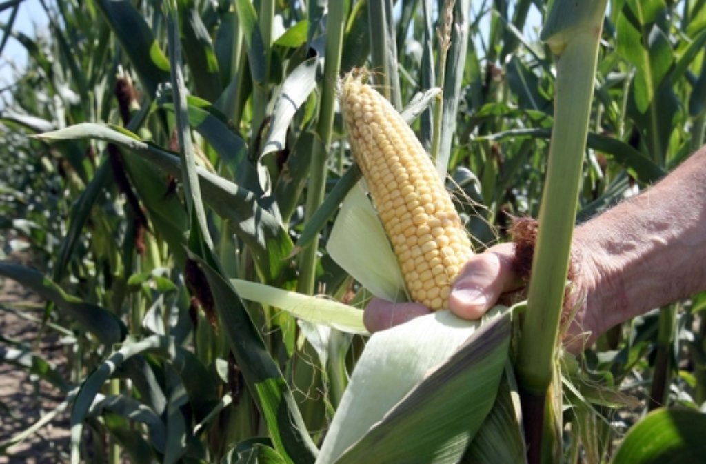 Die EU-Umweltminister wollen am Donnerstag ein Gesetz zum Gen-Mais beschließen. Foto: dpa