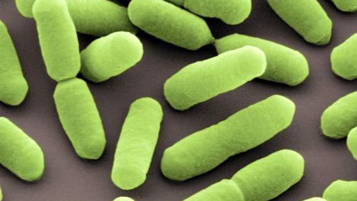 Bakterien in Antipasti gefunden