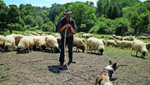 Jürgen Fink hütet Schafe in ganz Deutschland und Frankreich
