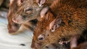 Frau hortet rund 800 Ratten in ihrer Wohnung