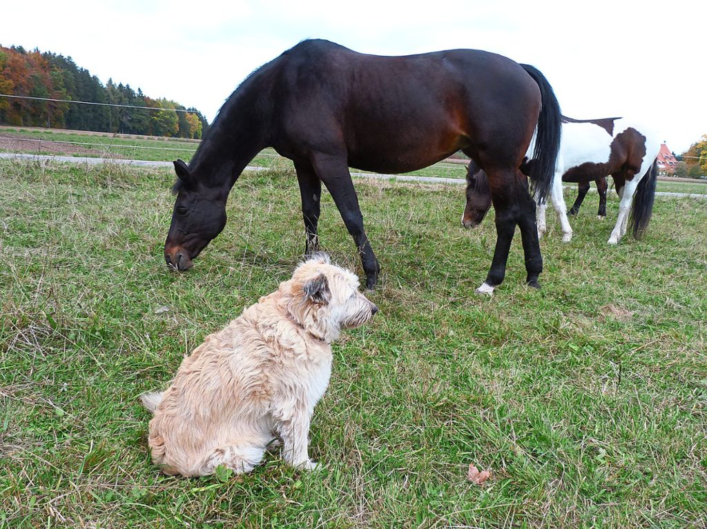So haben es Pferd und Hund am liebsten. In frischer Luft auf der Weide in Begleitung von Stallgenossen können sie das Gras genießen. Hier startet die Weidesaison  Ende April oder Anfang Mai.