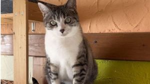 Video führt zu Katzen-Adoption beim Tierschutzverein