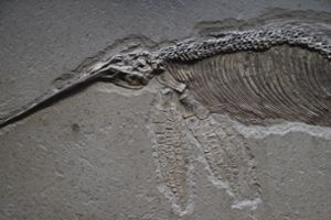 Zwei Forscherinnen haben durch den Vergleich bereits bekannter Fossilien aus England und Baden-Württemberg eine neue Fischsaurier-Art bestimmt. (Symbolbild) Foto: Pixabay