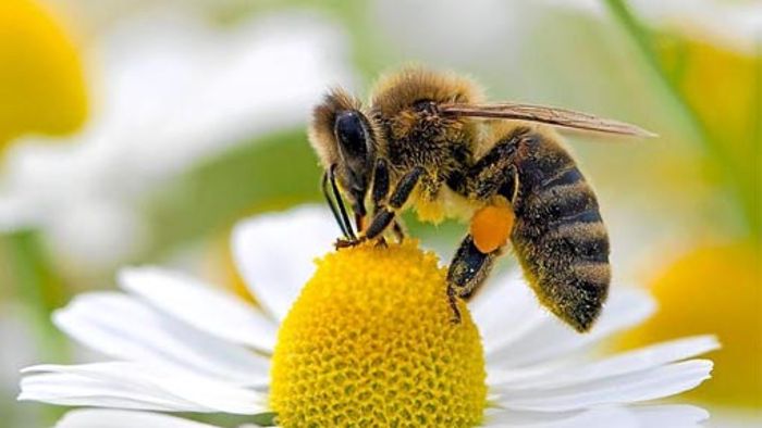 Großes Feuer gegen Bienenkrankheit