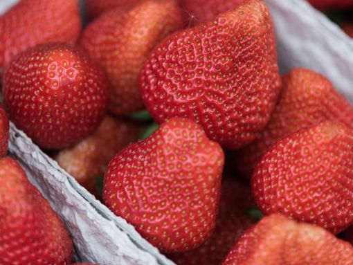 Reife und frisch geerntete Erdbeeren liegen in Schalen. Foto: Patrick Seeger/Archiv/dpa